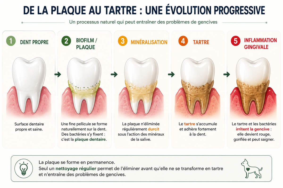 De la plaque au tartre : évolution progressive de la plaque dentaire chez le chien