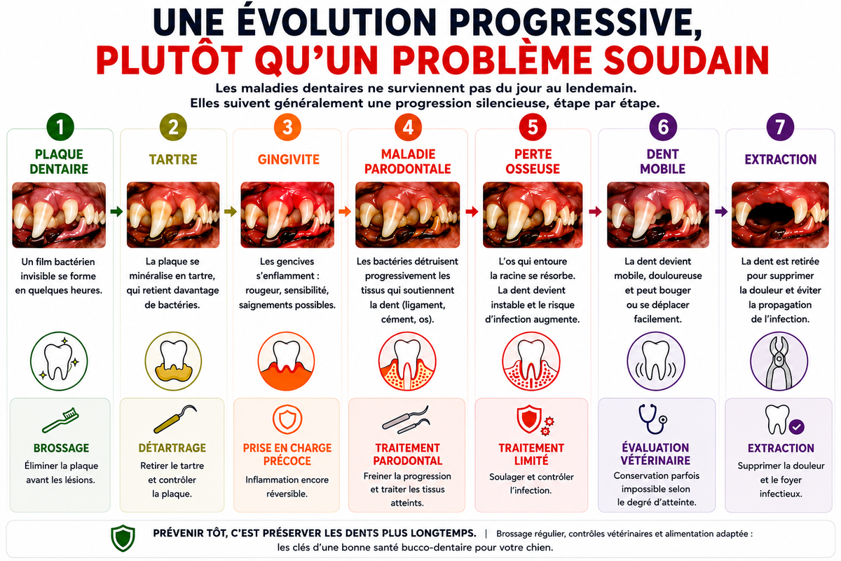 Évolution de la maladie parodontale chez le chien, de la plaque dentaire à la perte de la dent