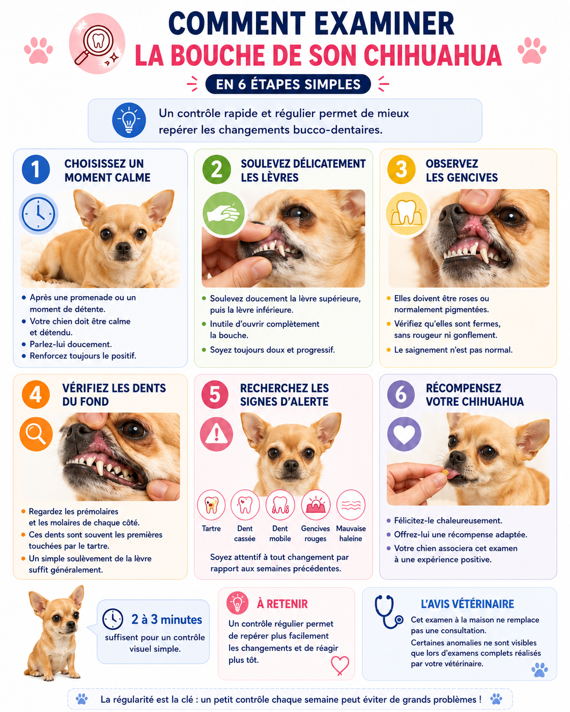 Comment examiner la bouche de son Chihuahua à la maison en 6 étapes